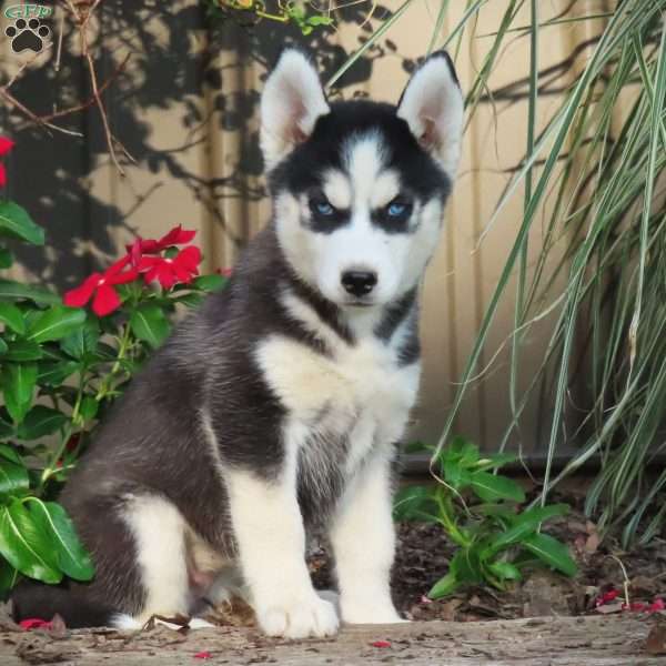 Patty, Siberian Husky Puppy